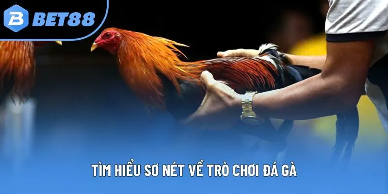 Tìm hiểu sơ nét về trò chơi Đá gà BET88