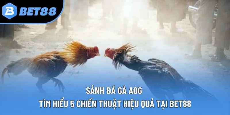 Sảnh đá gà AOG - Tìm Hiểu 5 Chiến Thuật Hiệu Quả Tại Bet88