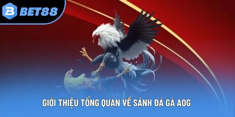 Giới thiệu tổng quan về sảnh đá gà AOG